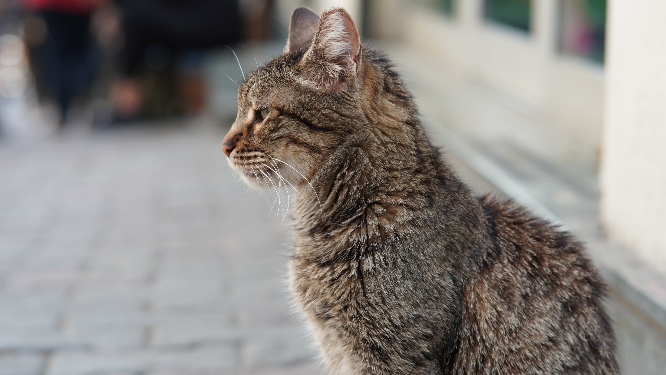 Another Istanbul street cat