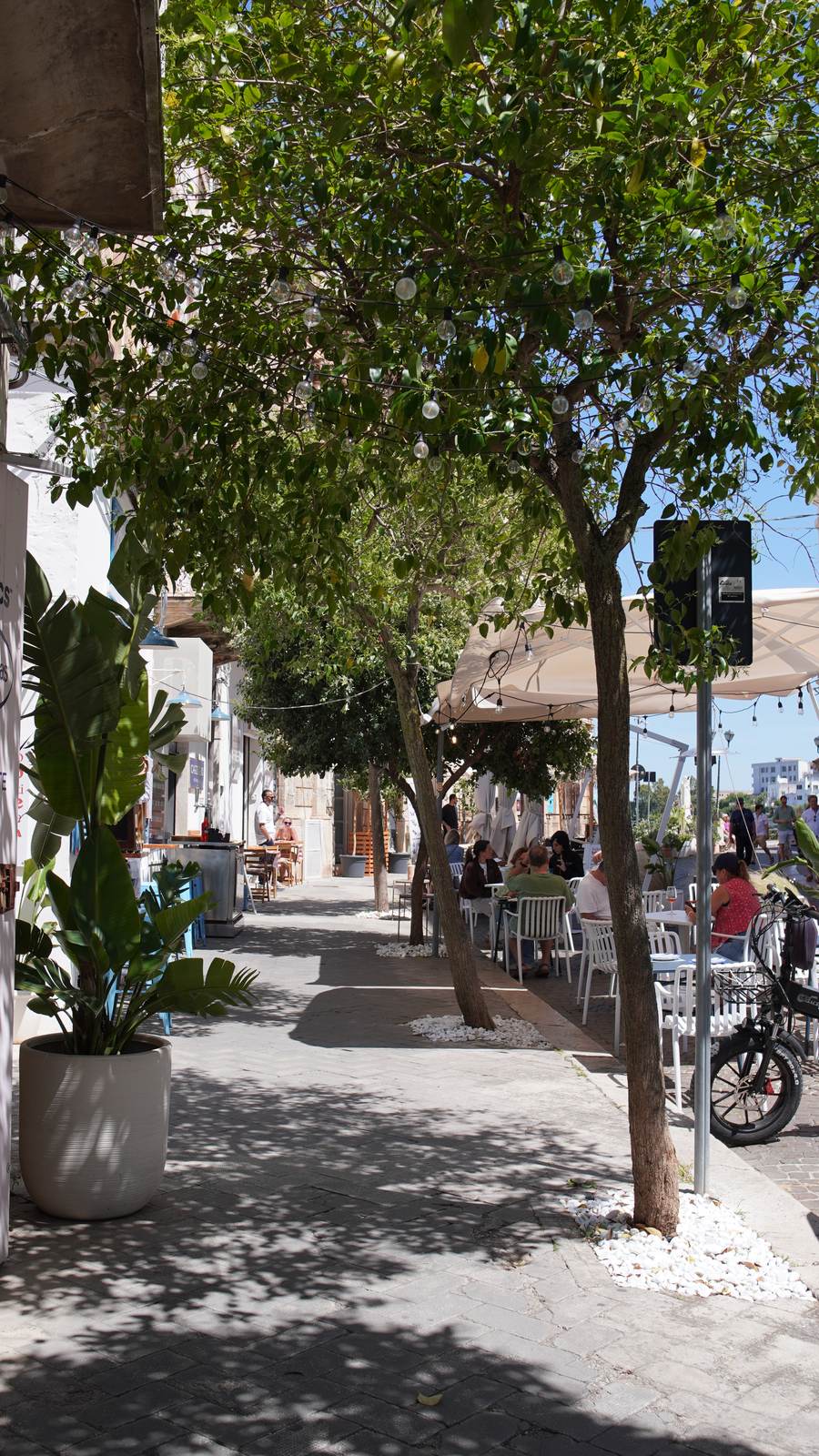 Tree-lined street corner